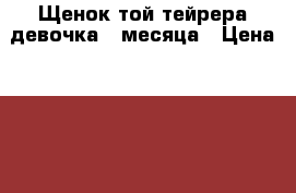 Щенок той тейрера девочка 2 месяца › Цена ­ 2 000 - Свердловская обл. Животные и растения » Собаки   